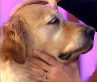 doglau